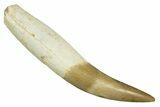 Fossil Plesiosaur (Zarafasaura) Tooth With Root #344878-1